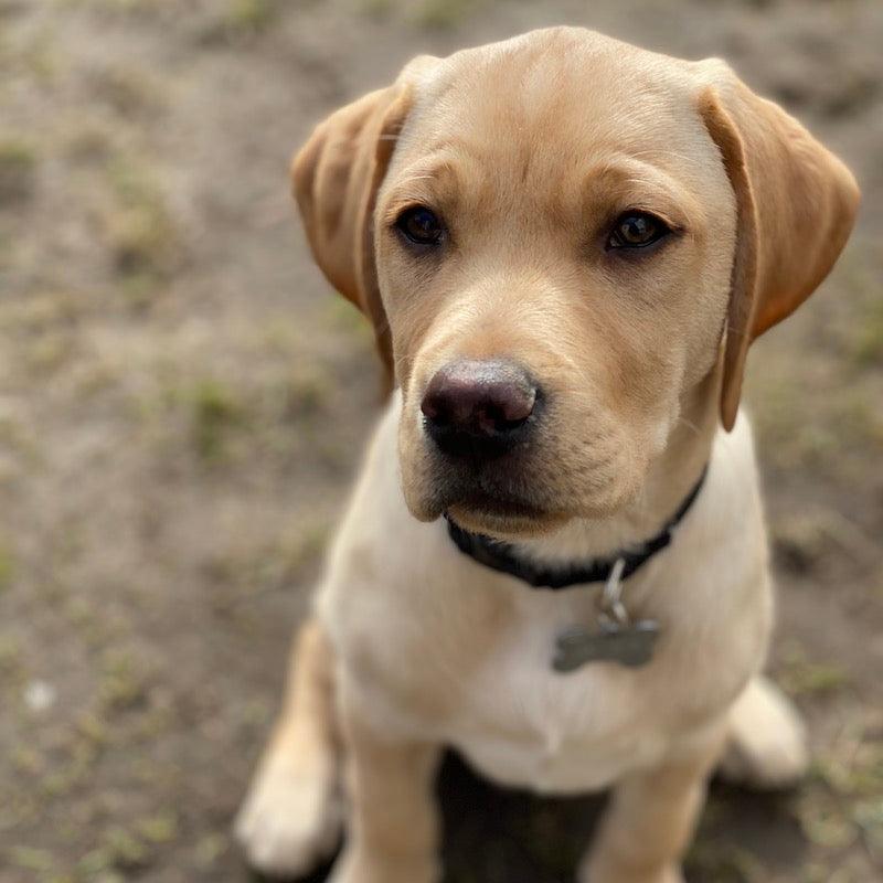 Motionering af hvalpe – for meget motion kan have negativ indvirkning! - HipsterHound