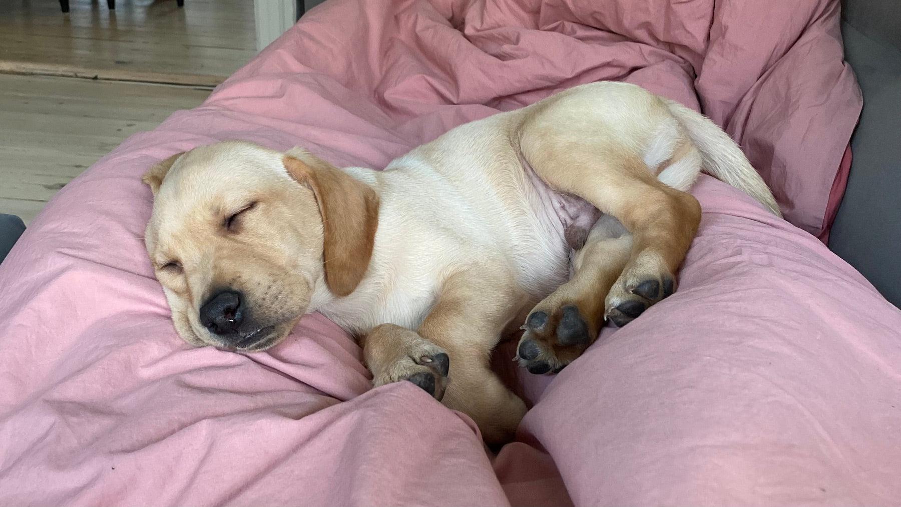 Forberedelse til hundehvalp: Din ultimative guide - HipsterHound