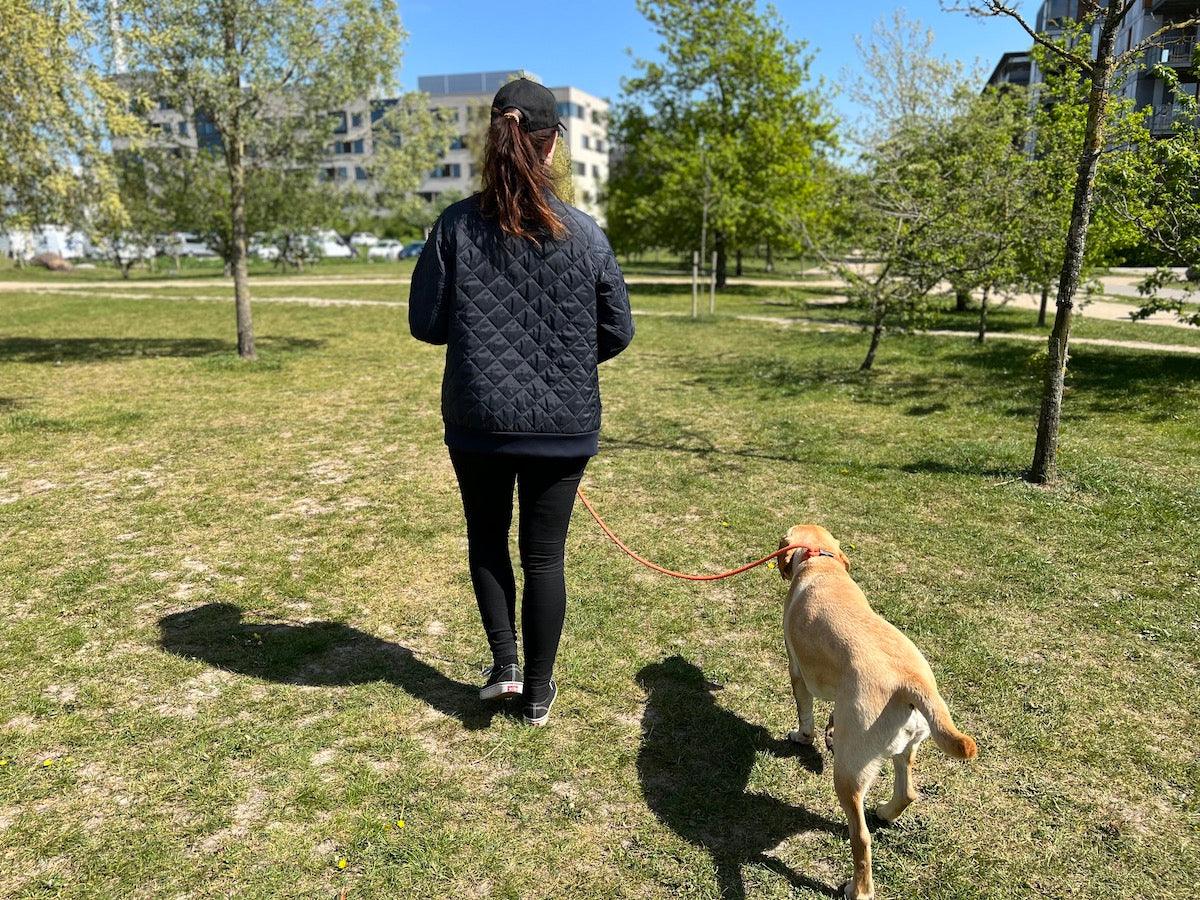Lær din hund til at gå pænt i snor: En guide til træning på gåture - HipsterHound