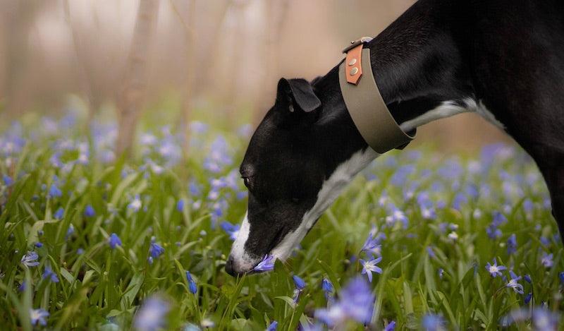 Nosework træning for hunde: En guide til duftbaseret hundetræning - HipsterHound