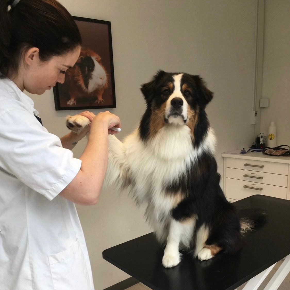 Lær at pleje din hund - HipsterHound