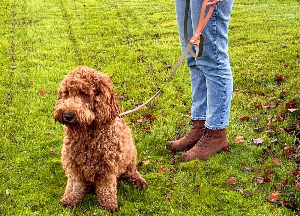 Styrk samarbejdet med din hund: 3 nemme øvelser du kan lave flere gange dagligt. - HipsterHound