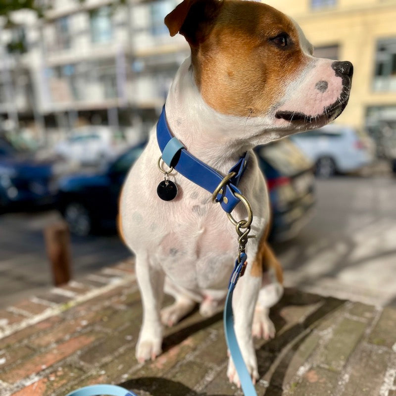 Bigslip hundehalsbånd Hipsterhound