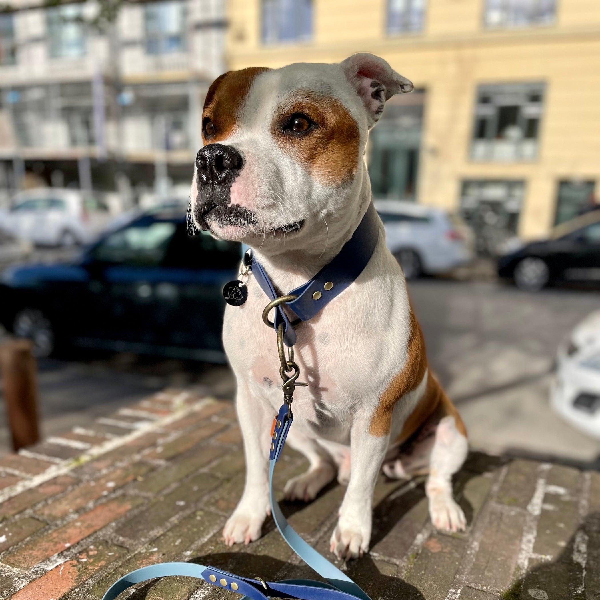 BigSlip - hundehalsbånd - HipsterHound