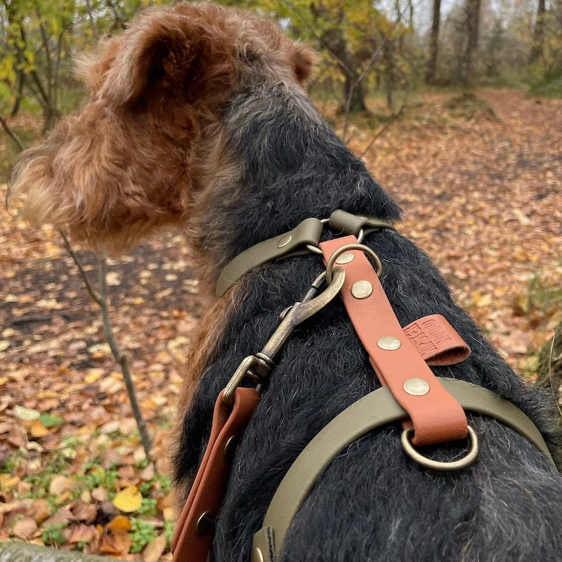 Sele til hund