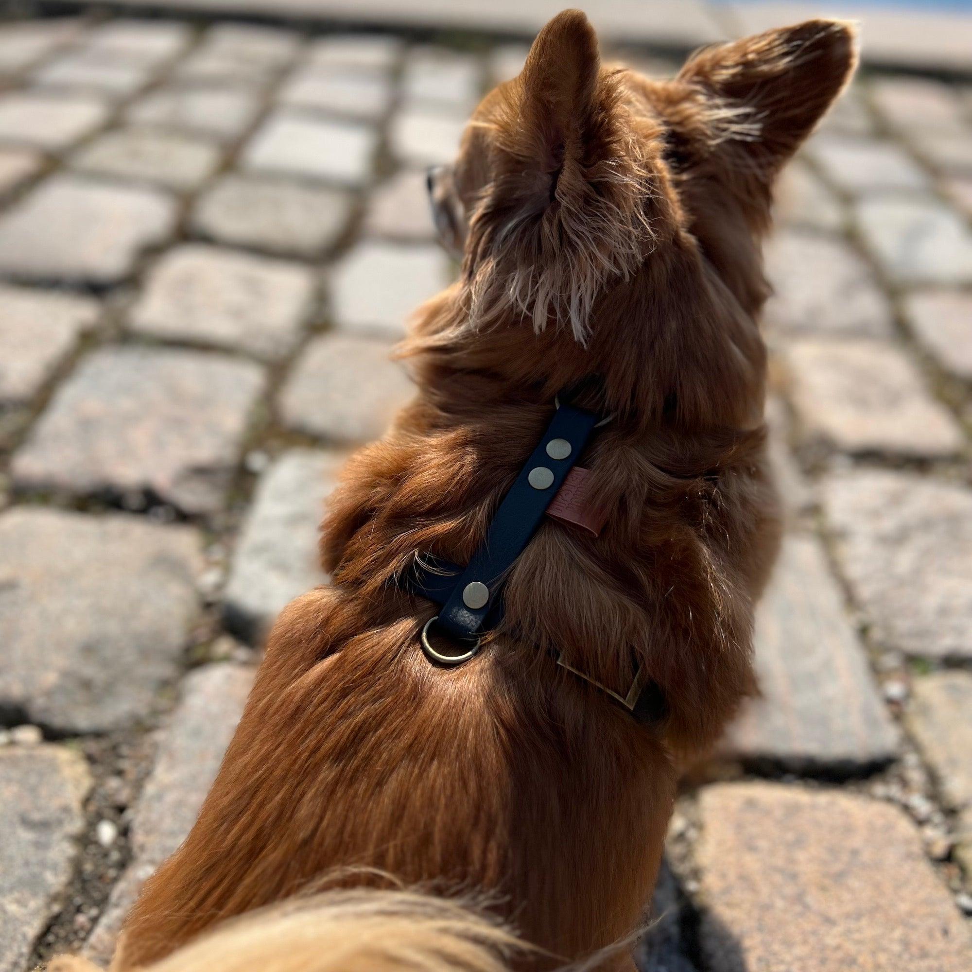 Pawfect Y-Sele - HipsterHound