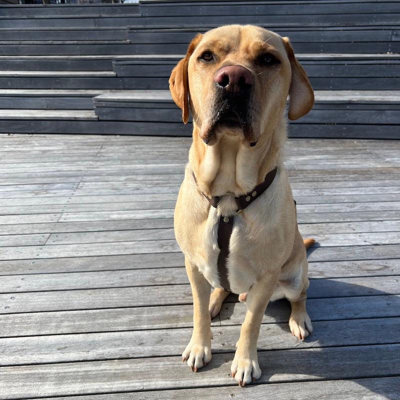 Explorer Y-Sele til hund - HipsterHound