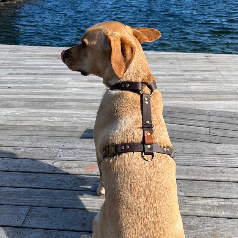 Explorer Y-Sele til hund - HipsterHound