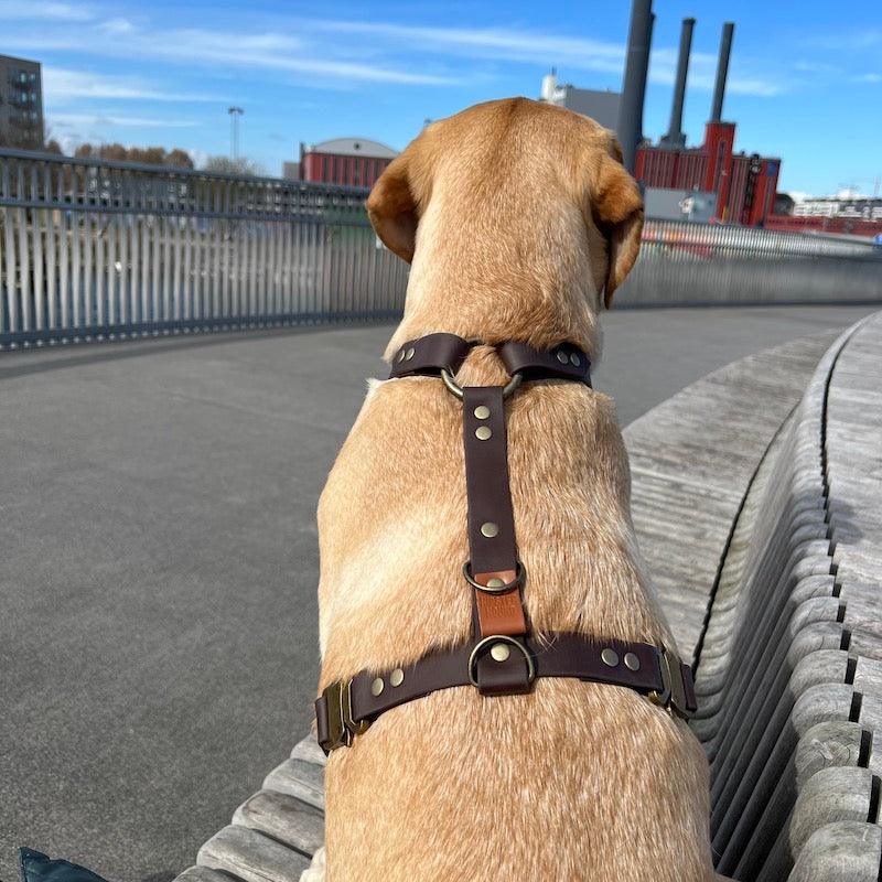 Explorer Y-Sele til hund - HipsterHound