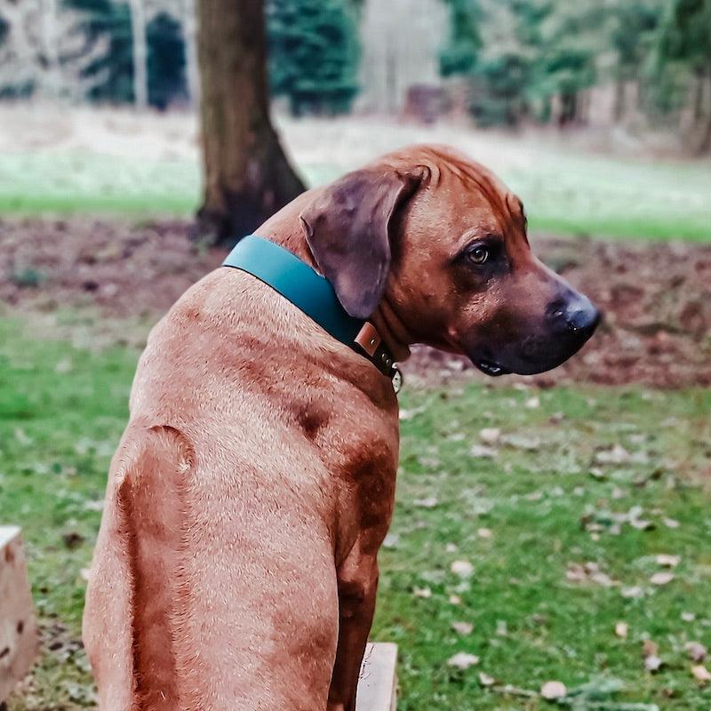 Controlled Slip - hundehalsbånd - HipsterHound