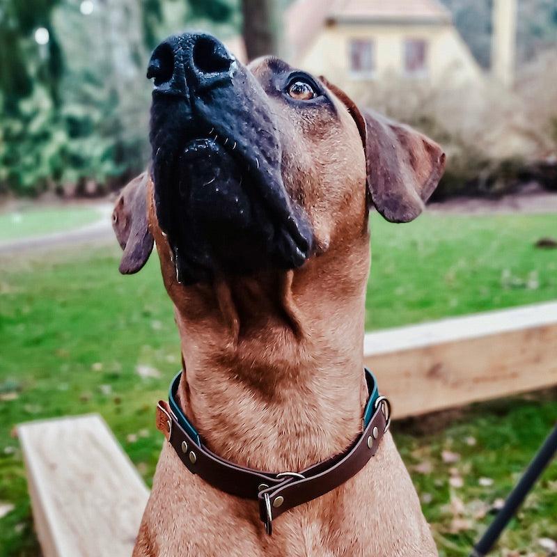 Controlled Slip - hundehalsbånd - HipsterHound