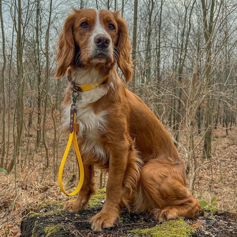 Compact - kort hundesnor (hæl line) - HipsterHound