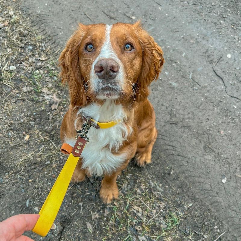 Compact - kort hundesnor (hæl line) - HipsterHound