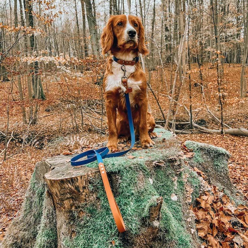 Chic - hundesnor - HipsterHound