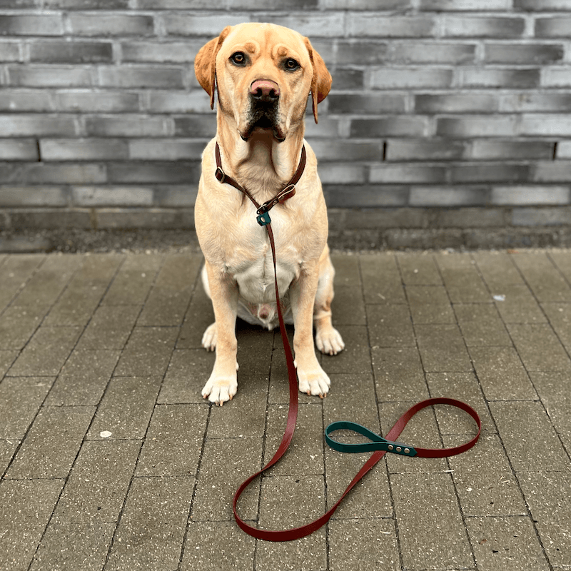 Splash - retrieverline i BioThane - HipsterHound