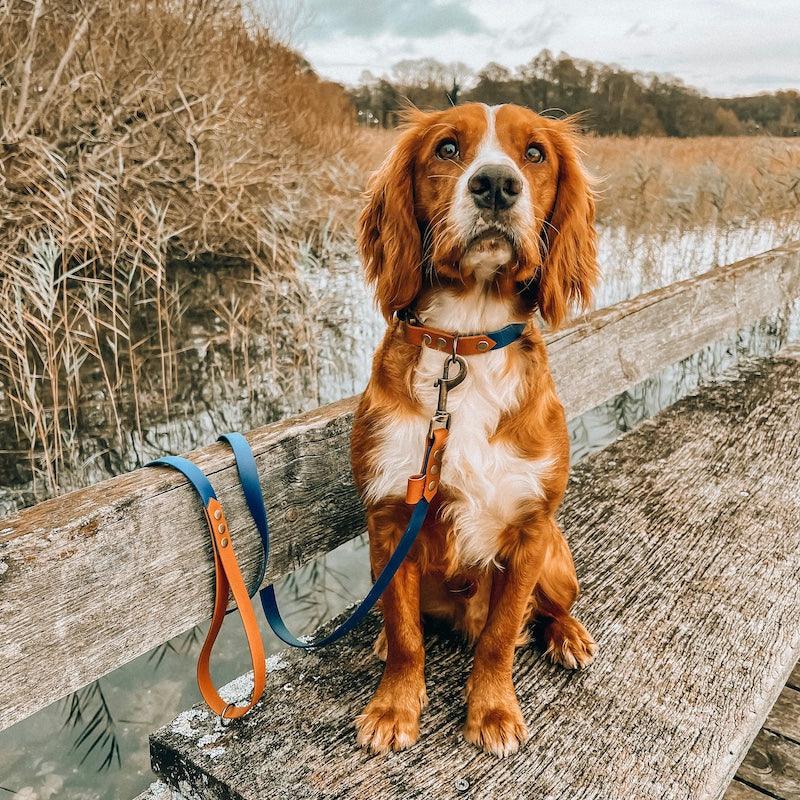 Chic - hundehalsbånd - HipsterHound